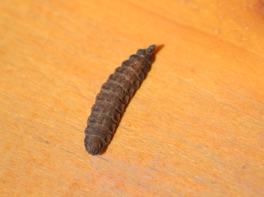 larva di Dittero