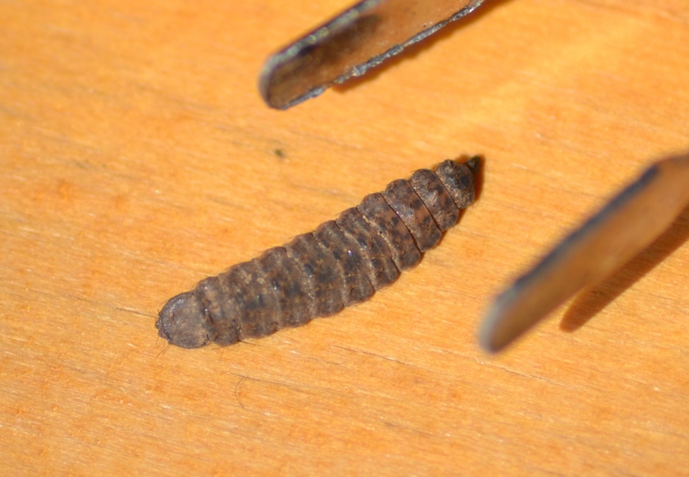larva di Dittero