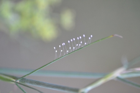 Uova di Chrysopidae