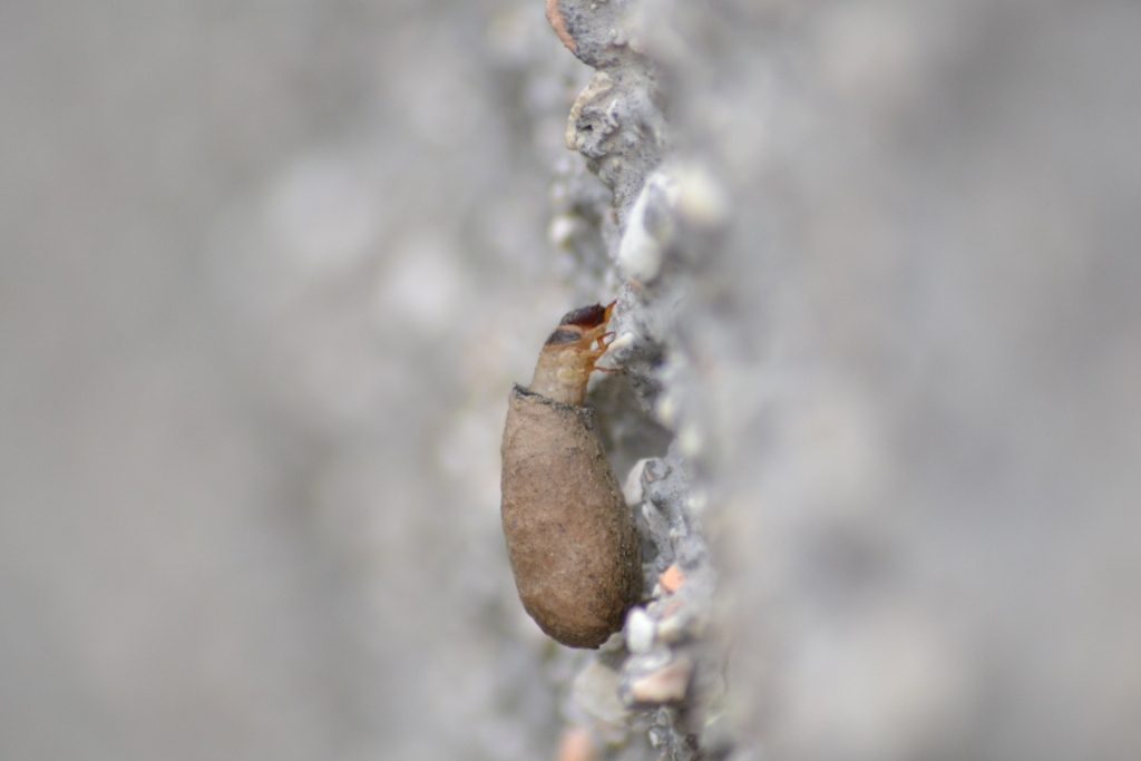 Chrysomelidae:  larva di Clythra sp. con astuccio?