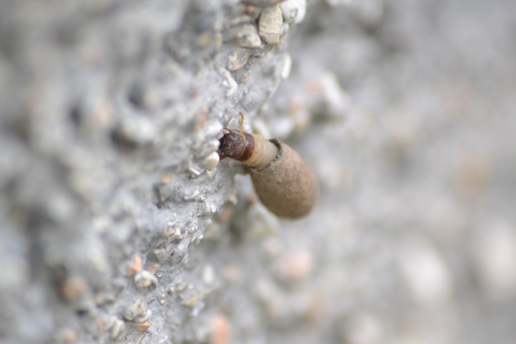 Chrysomelidae:  larva di Clythra sp. con astuccio?