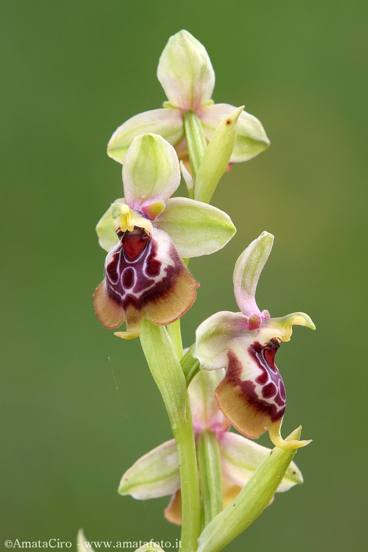 Possibile  Ophrys oxyrrhynchos x Ophrys tenthredinifera ?