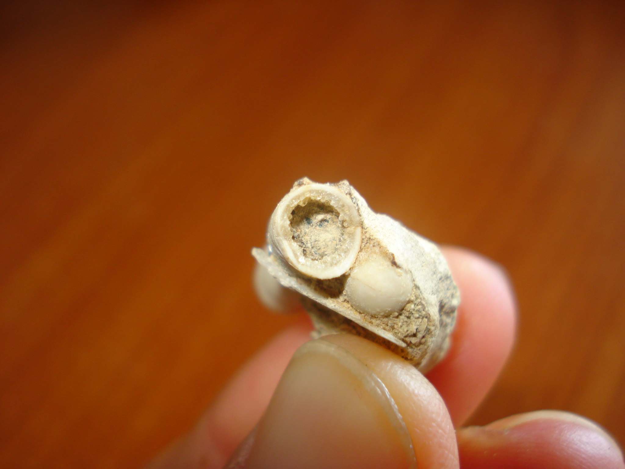 Determinazione Fossile