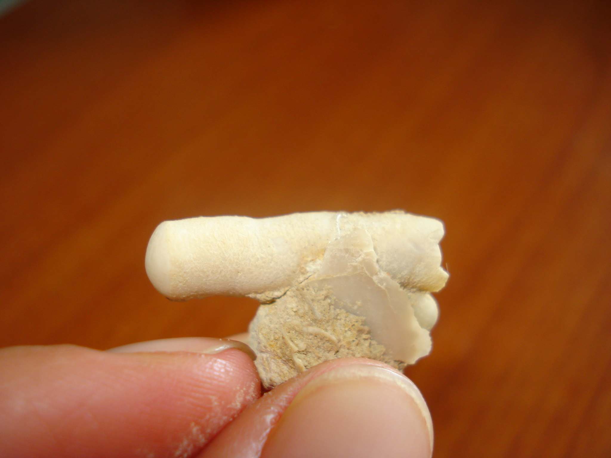 Determinazione Fossile