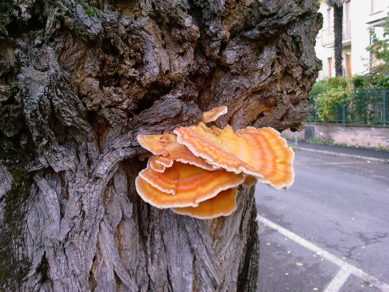 Legnicolo fotog. il 10.09.2010