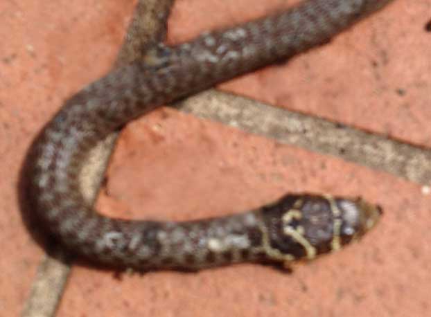 Hierophis viridiflavus