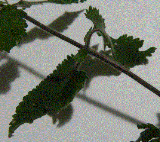Teucrium scorodonia
