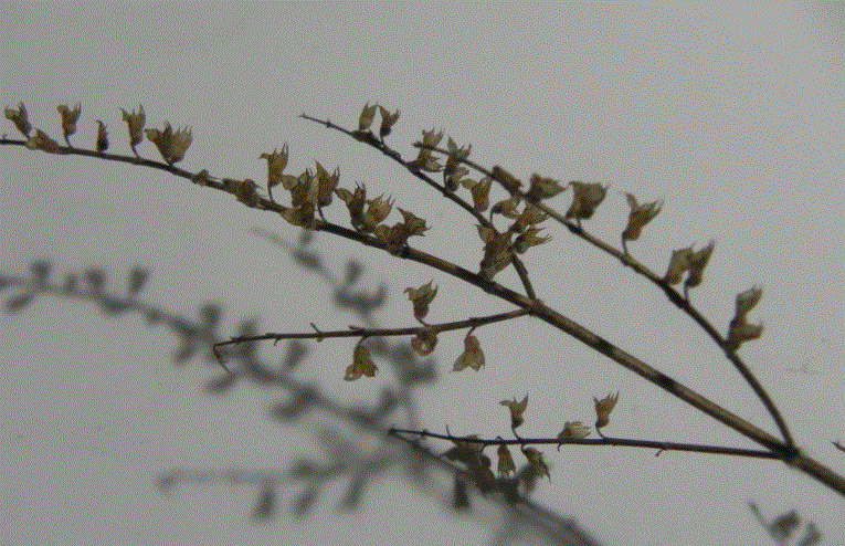 Teucrium scorodonia