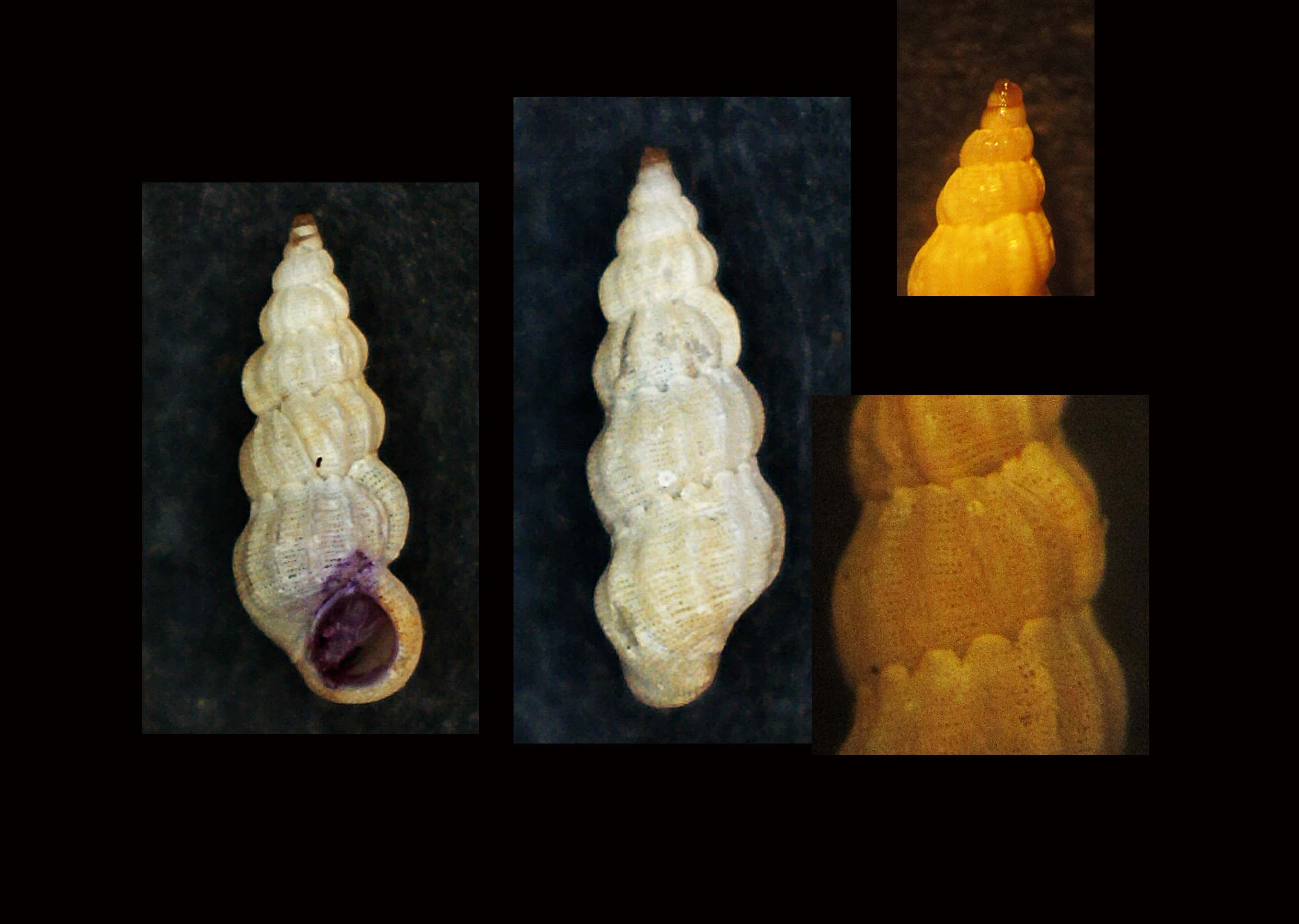 Opalia hellenica