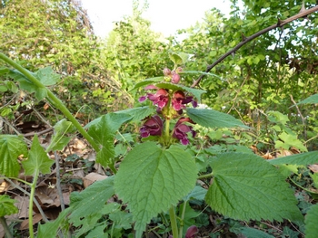 Lamium orvala L.