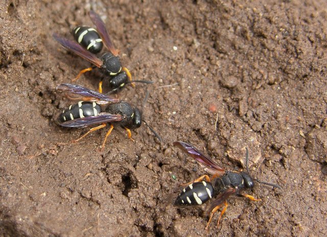 From Turkey:  Odynerus cfr. ezechiae, Vespidae Eumeninae