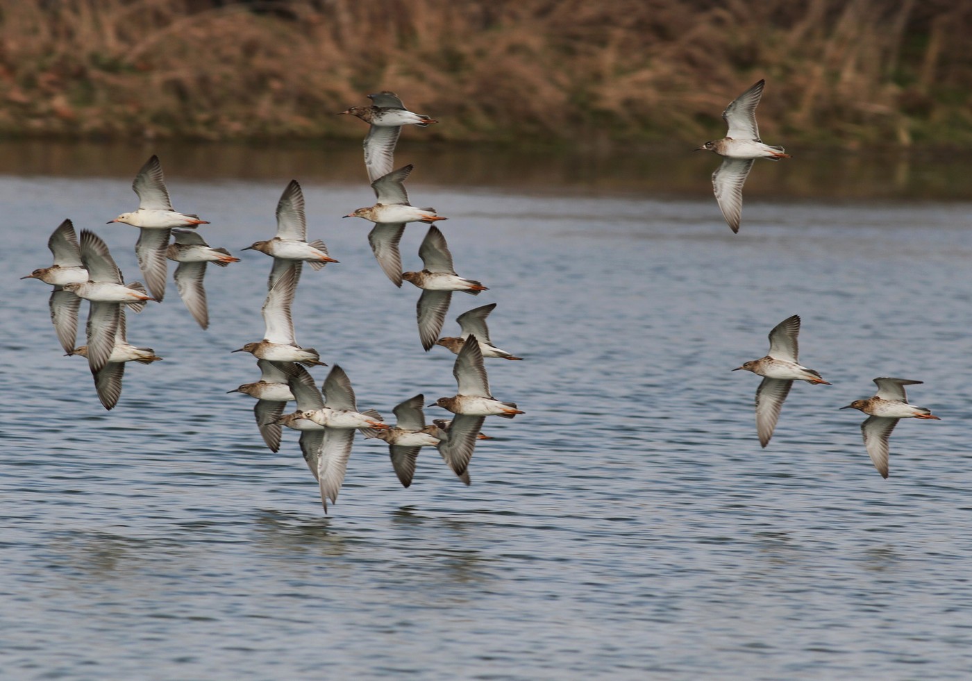 Sono arrivati  i Combattenti