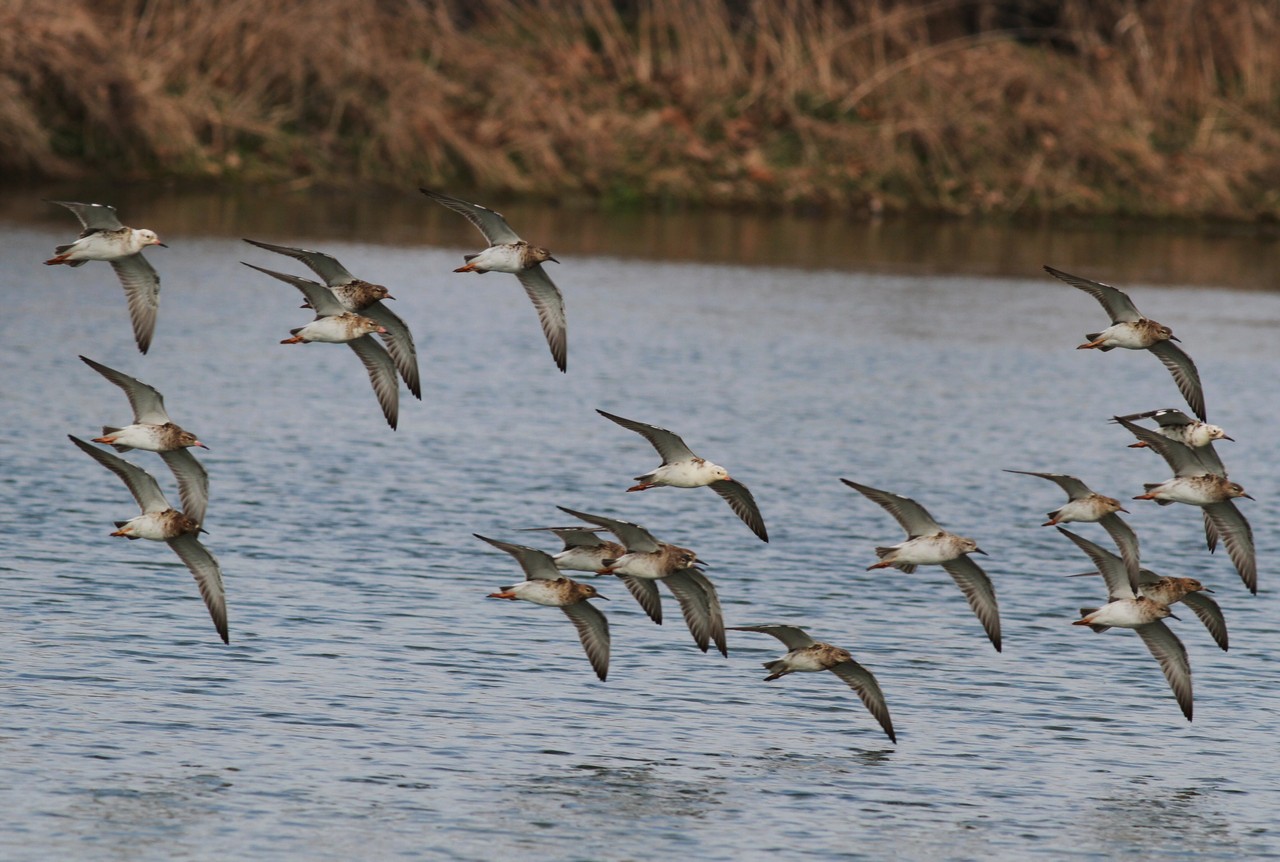 Sono arrivati  i Combattenti