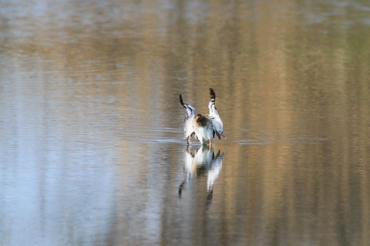 Sono arrivati  i Combattenti