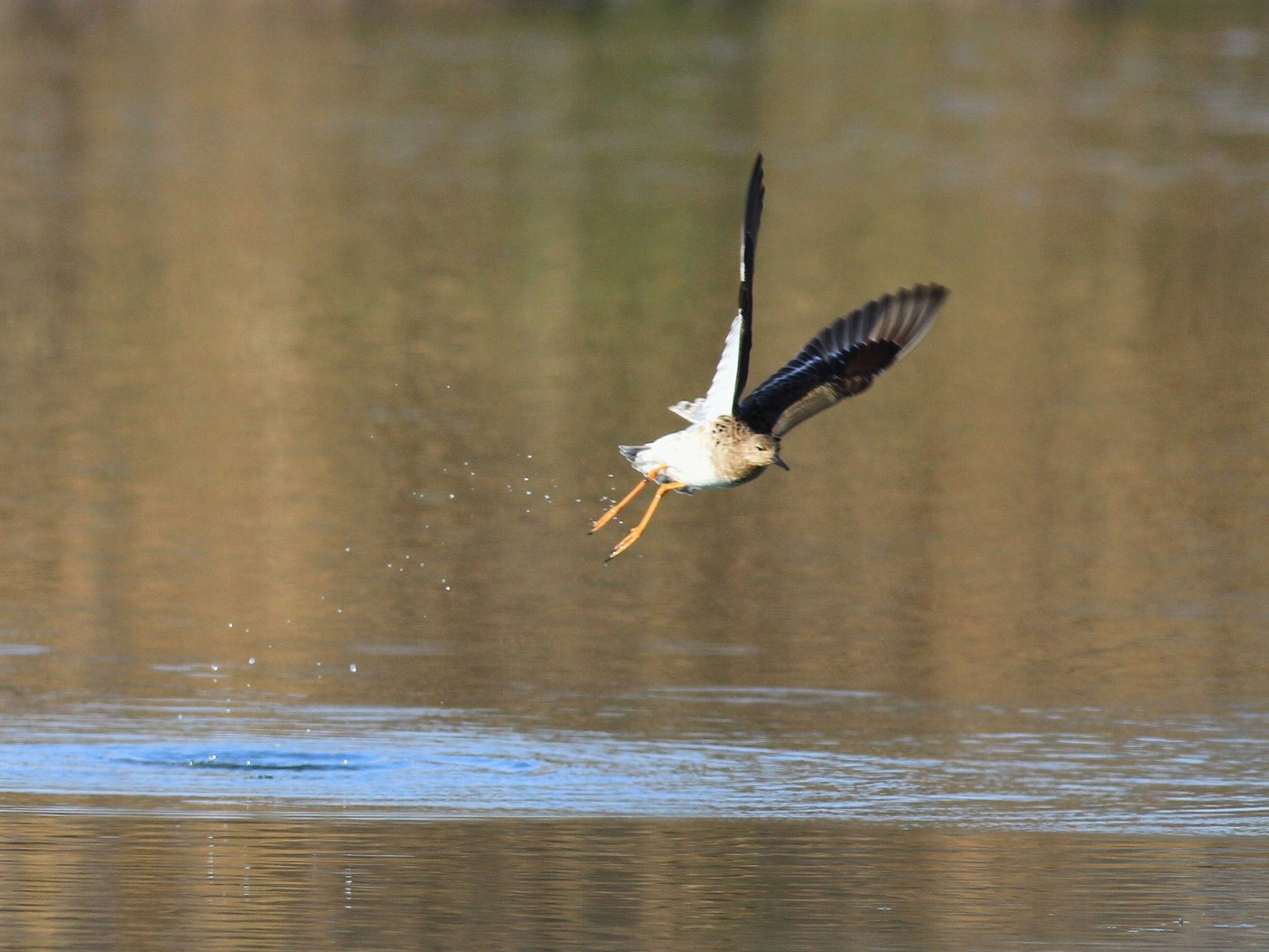 Sono arrivati  i Combattenti