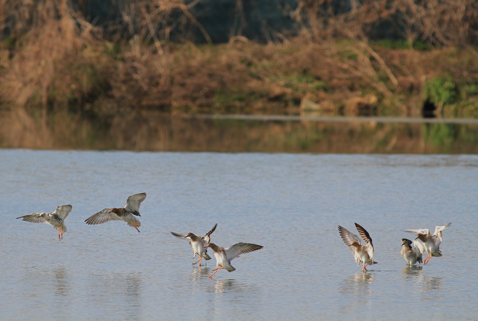 Sono arrivati  i Combattenti
