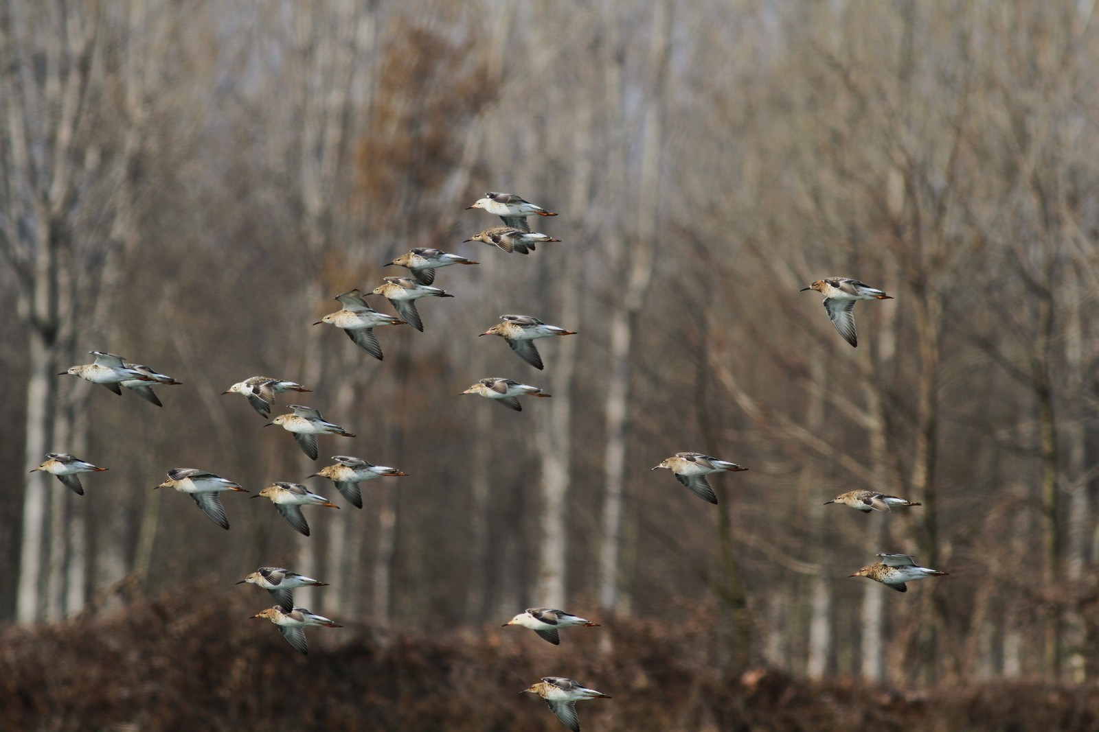 Sono arrivati  i Combattenti