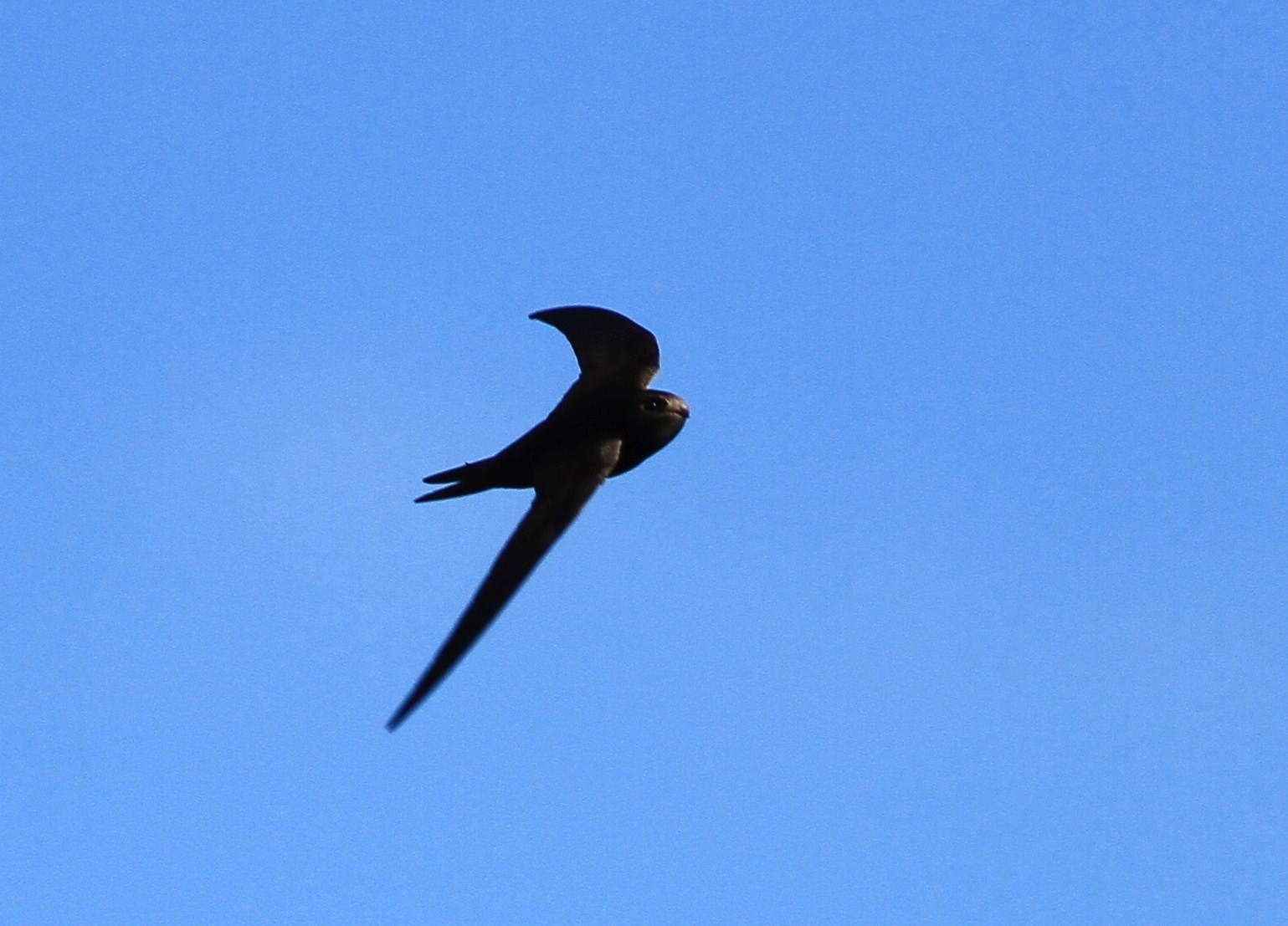 Rondoni al volo.