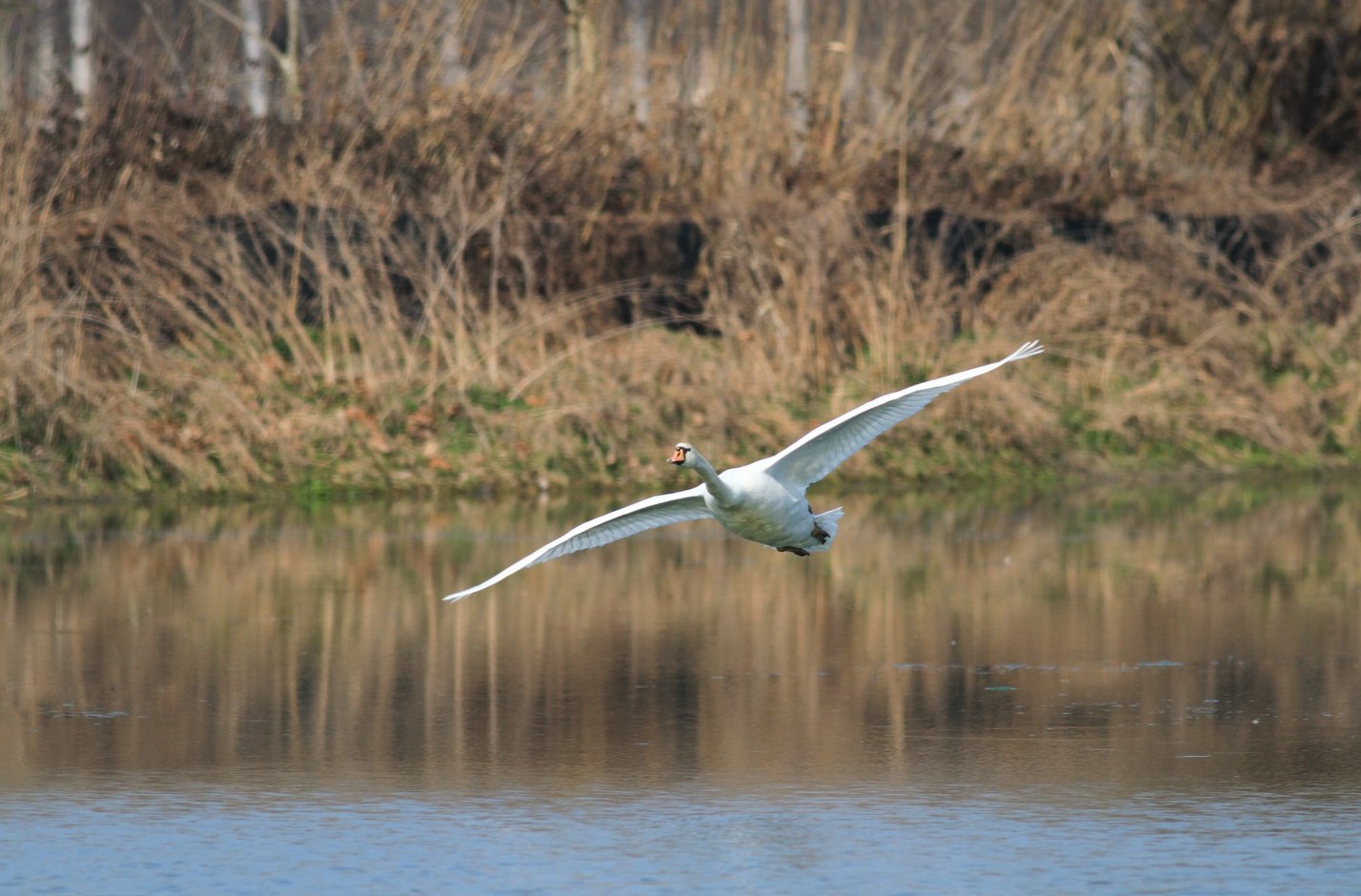 L''atterraggio del Cigno Reale
