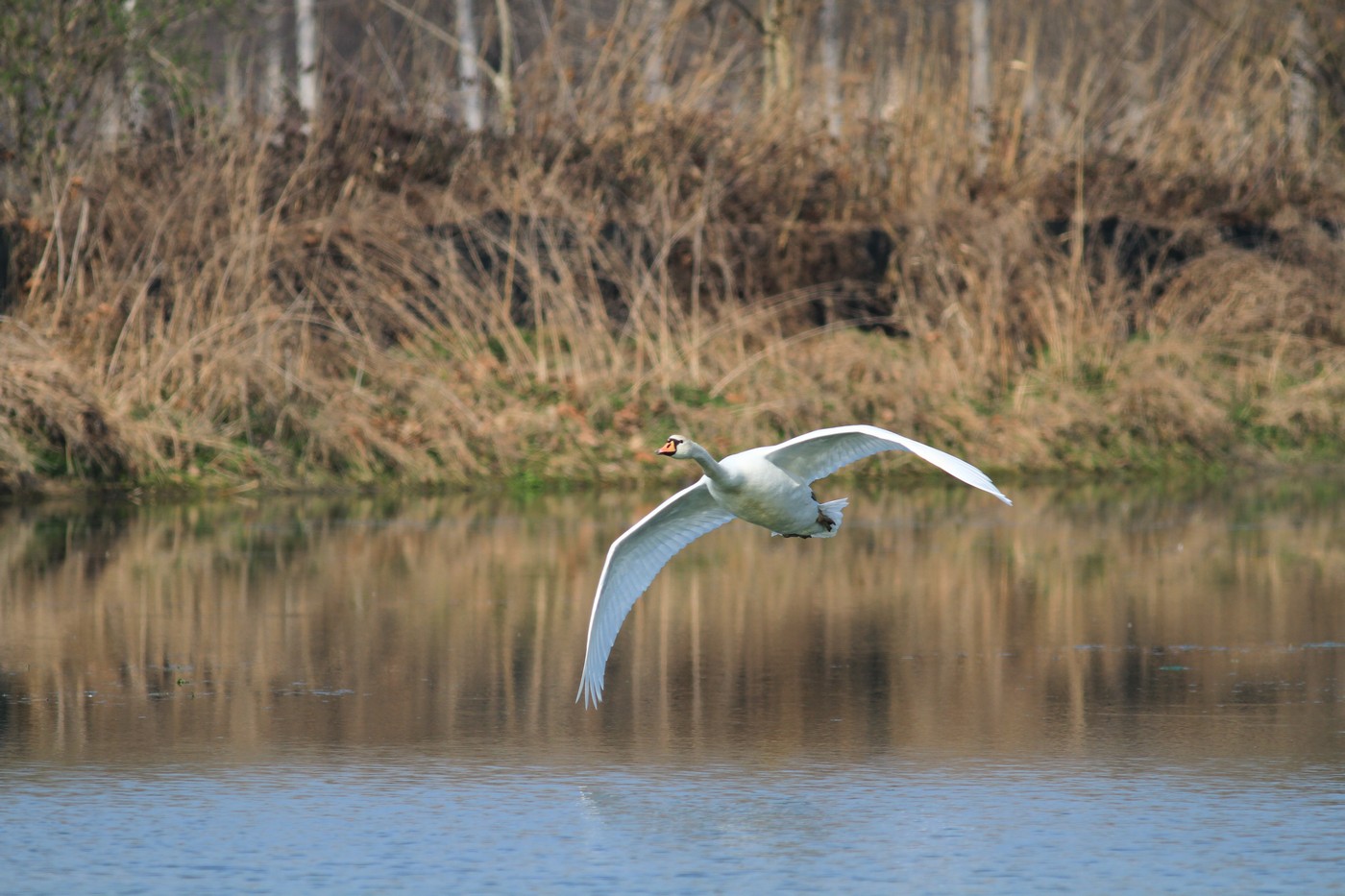 L''atterraggio del Cigno Reale