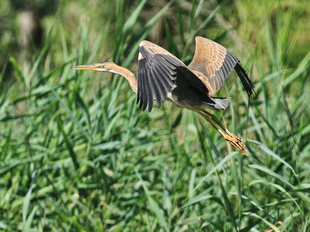 Airone Rosso-Giovane di quest''anno ? Chiedo conferma