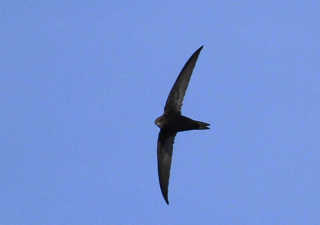 Rondoni al volo.