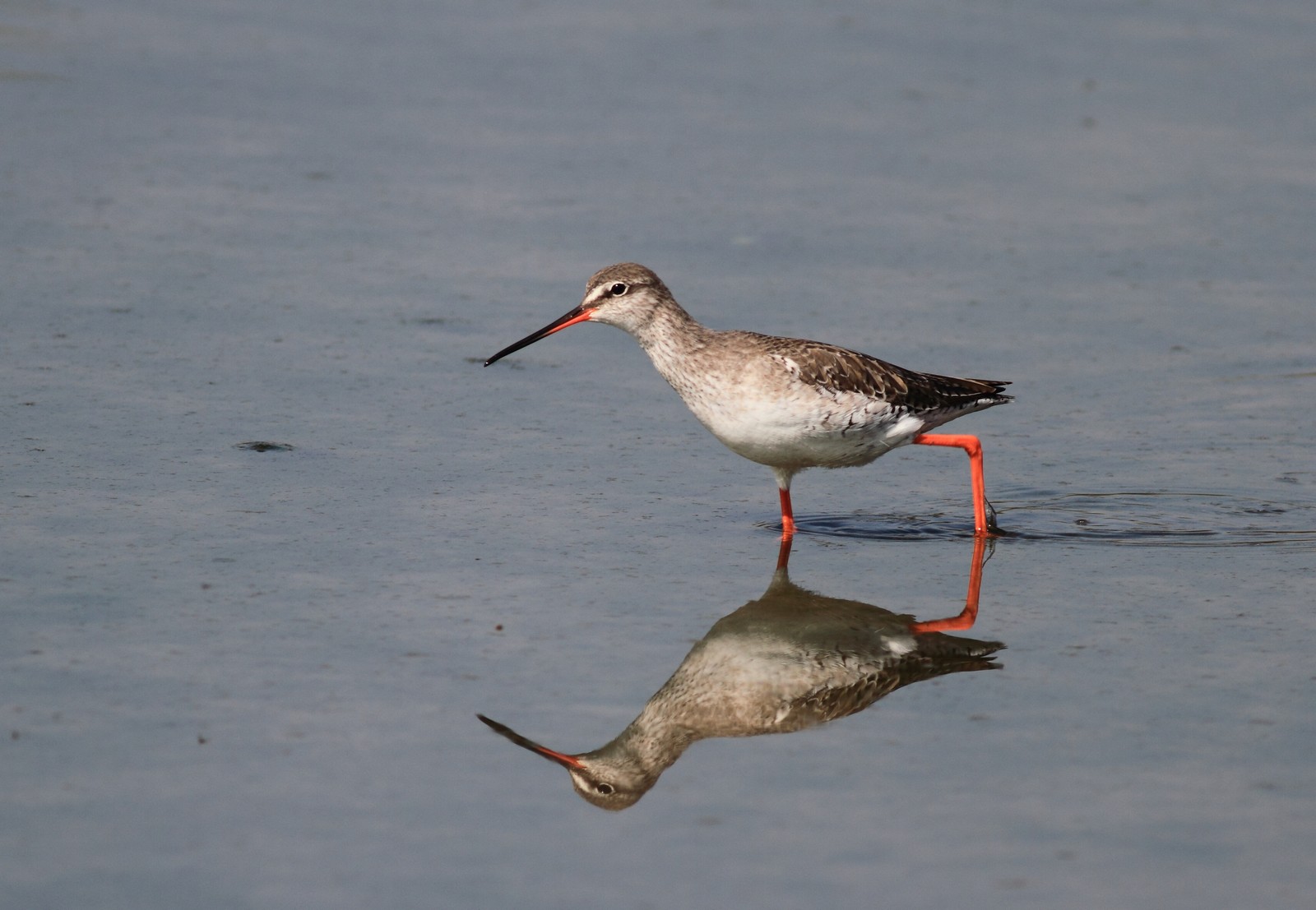 Totani Mori nel Cremasco