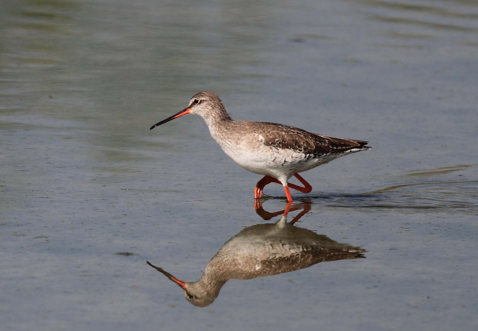 Totani Mori nel Cremasco