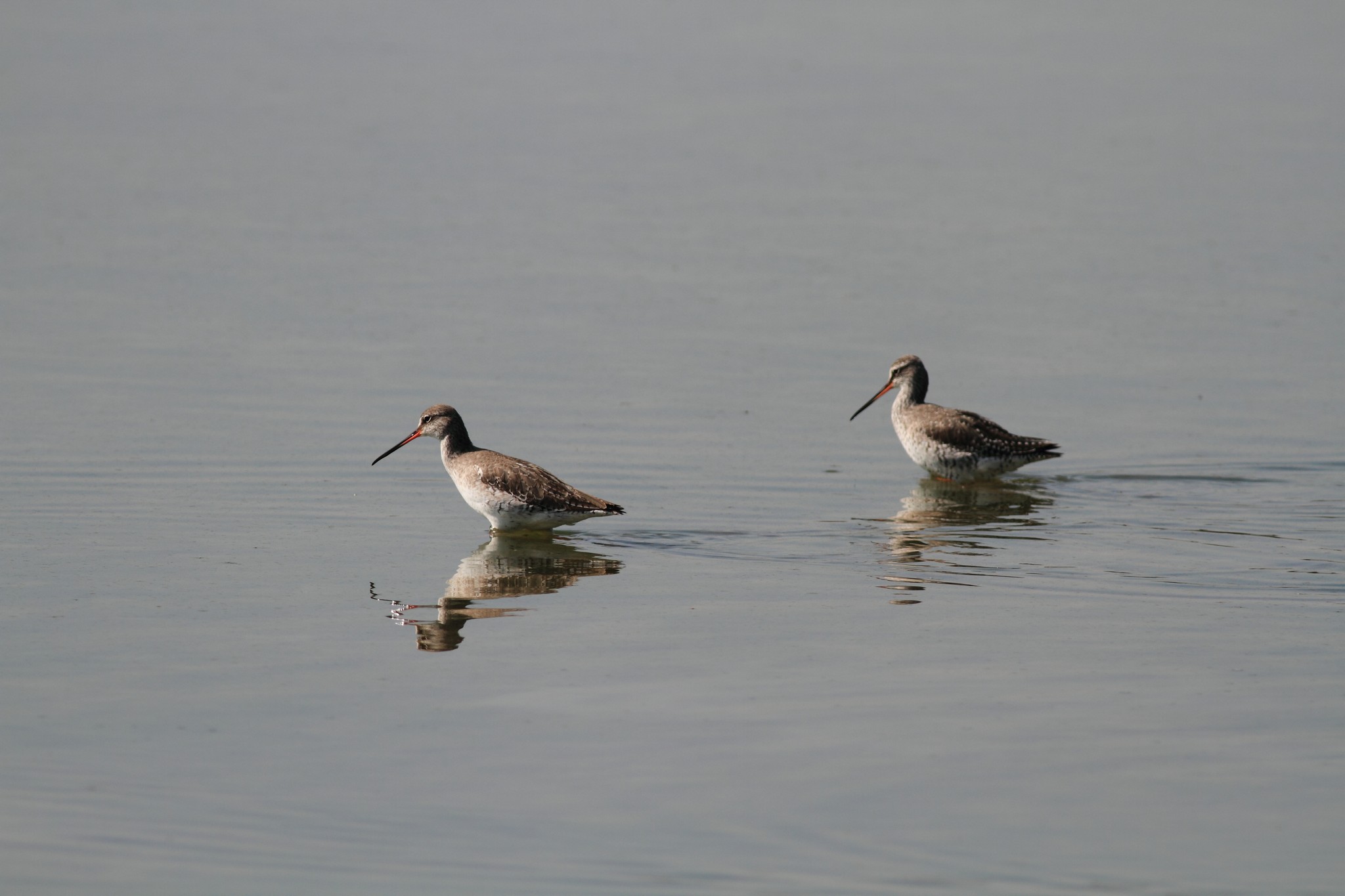 Totani Mori nel Cremasco