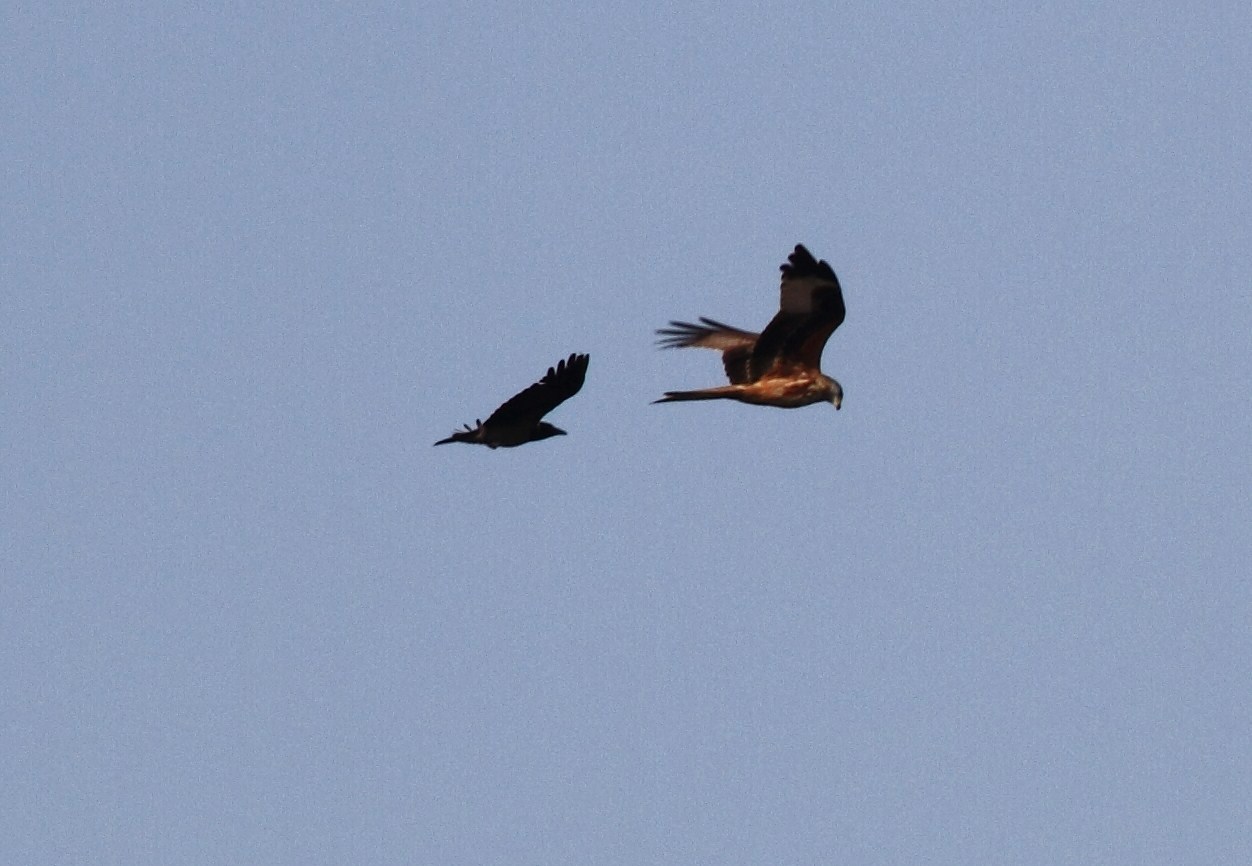 Aiuto/conferma identificazione nel Cremasco