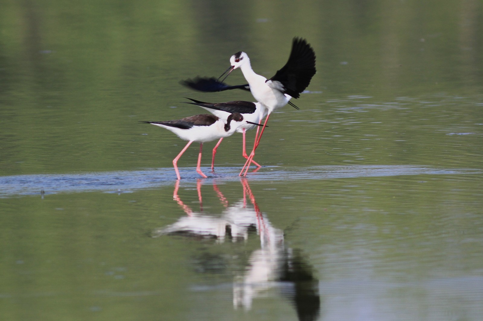 Cavalieri d''Italia agitati,  nel Cremasco