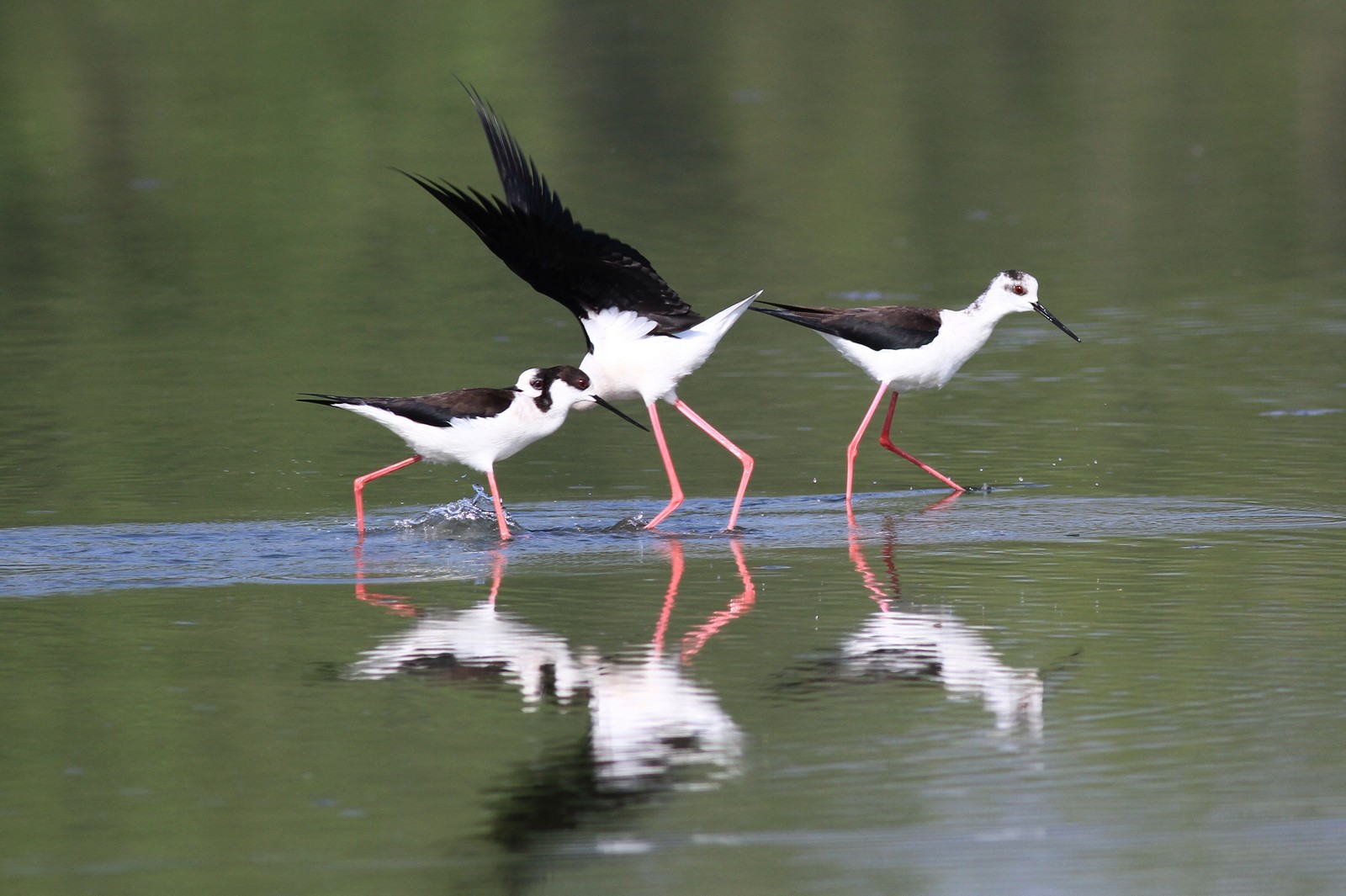 Cavalieri d''Italia agitati,  nel Cremasco