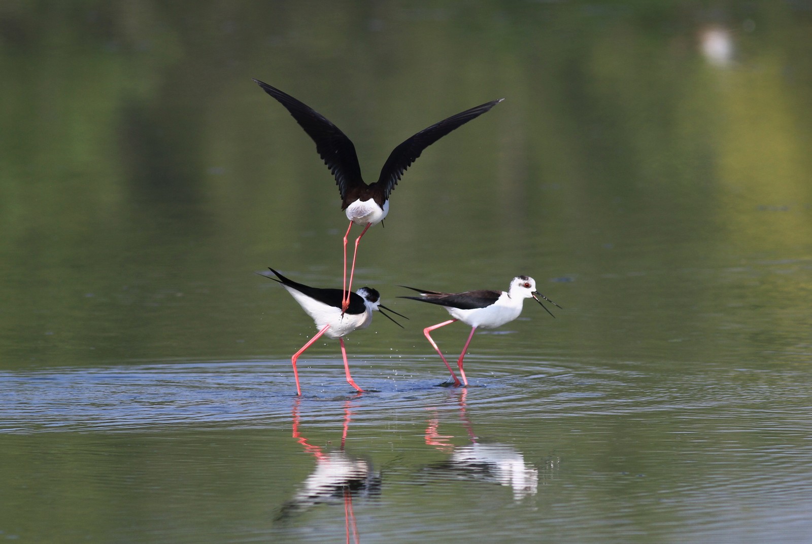 Cavalieri d''Italia agitati,  nel Cremasco