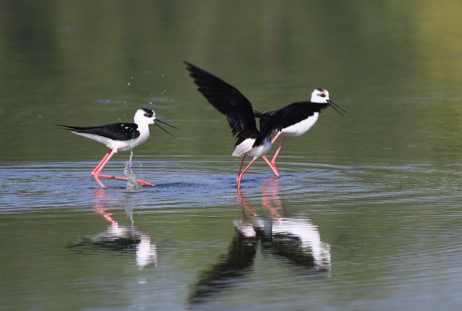 Cavalieri d''Italia agitati,  nel Cremasco