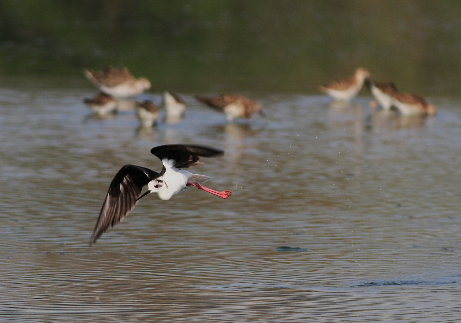 Cavalieri d''Italia agitati,  nel Cremasco