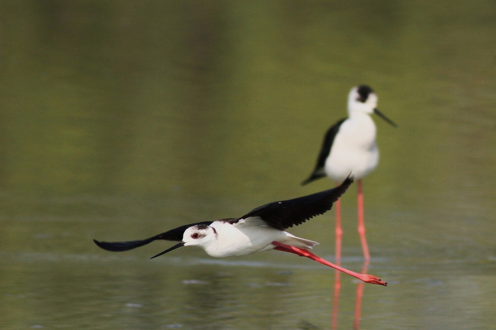 Cavalieri d''Italia agitati,  nel Cremasco