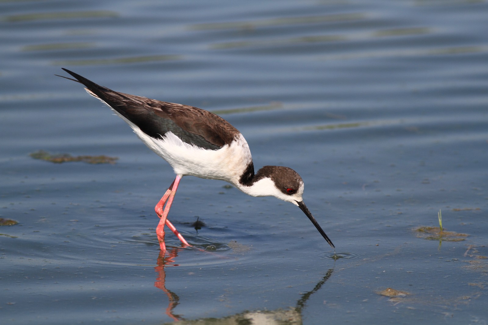 Visti da vicino, nel Cremasco