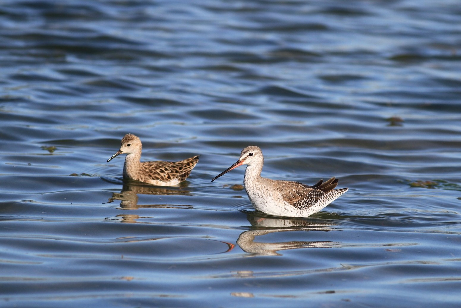 Visti da vicino, nel Cremasco
