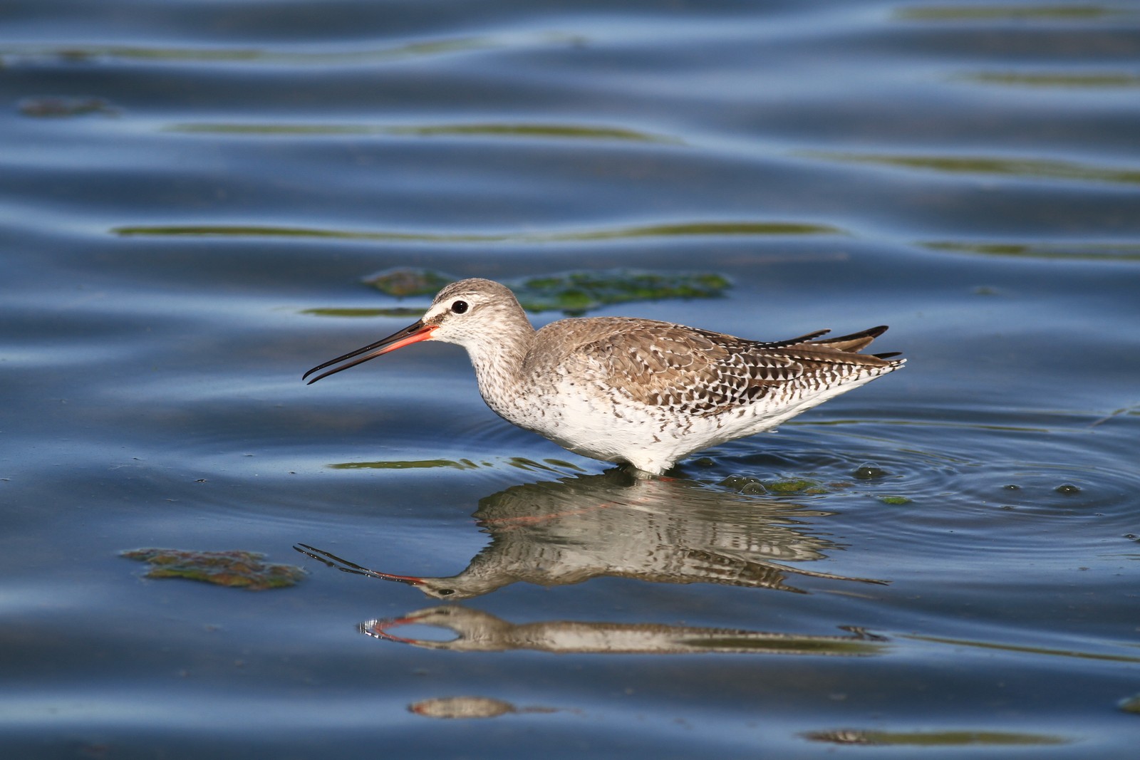 Visti da vicino, nel Cremasco