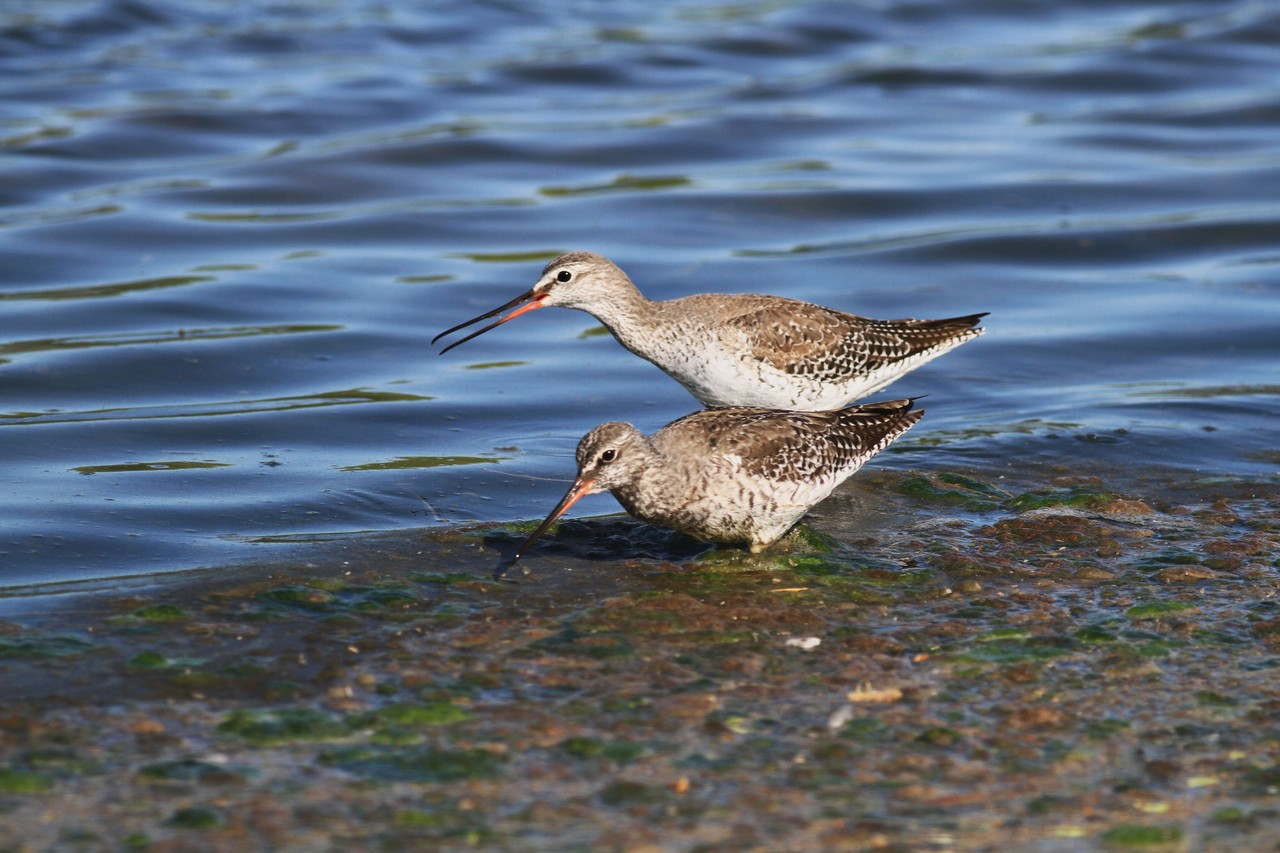 Visti da vicino, nel Cremasco