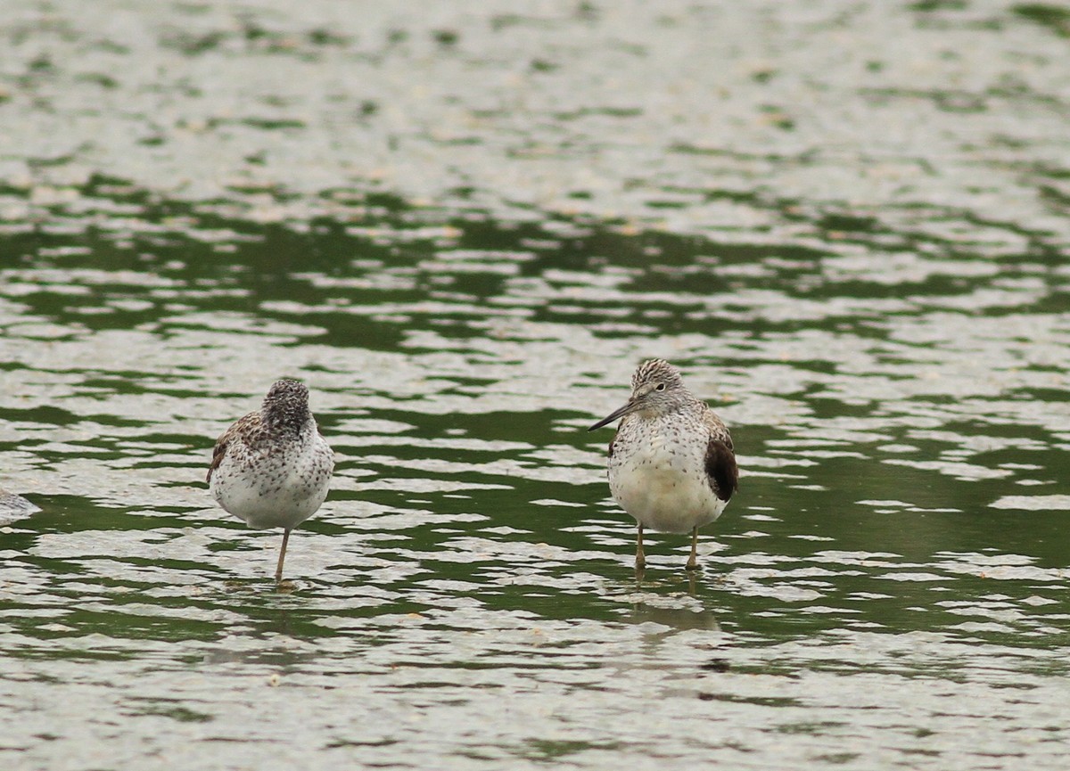 Aiuto identificazione nel Cremasco.