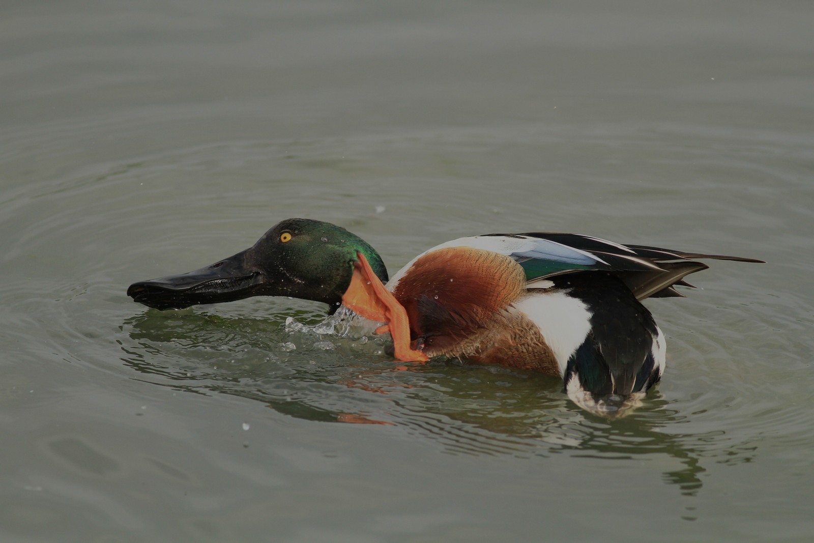 Avifauna humor