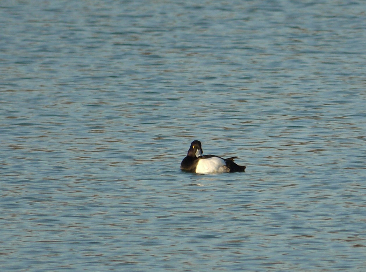Moretta maschio ? nel cremasco
