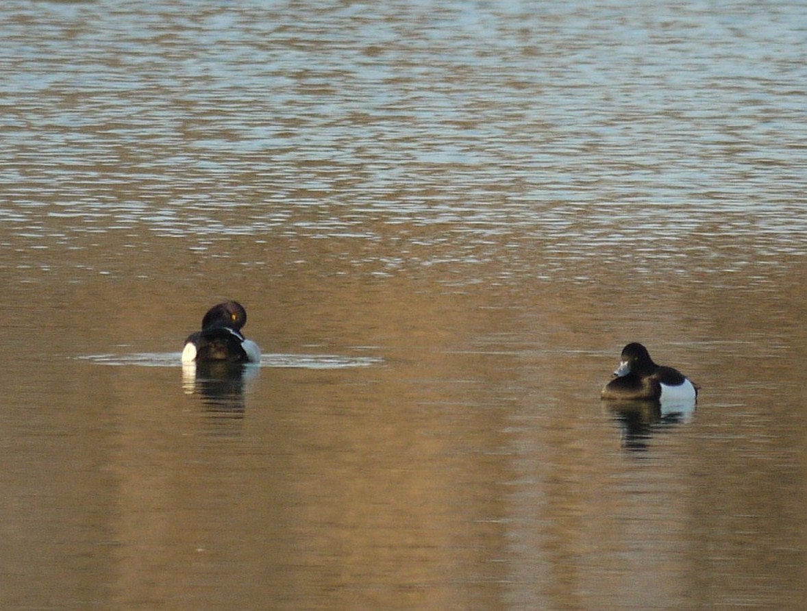 Moretta maschio ? nel cremasco