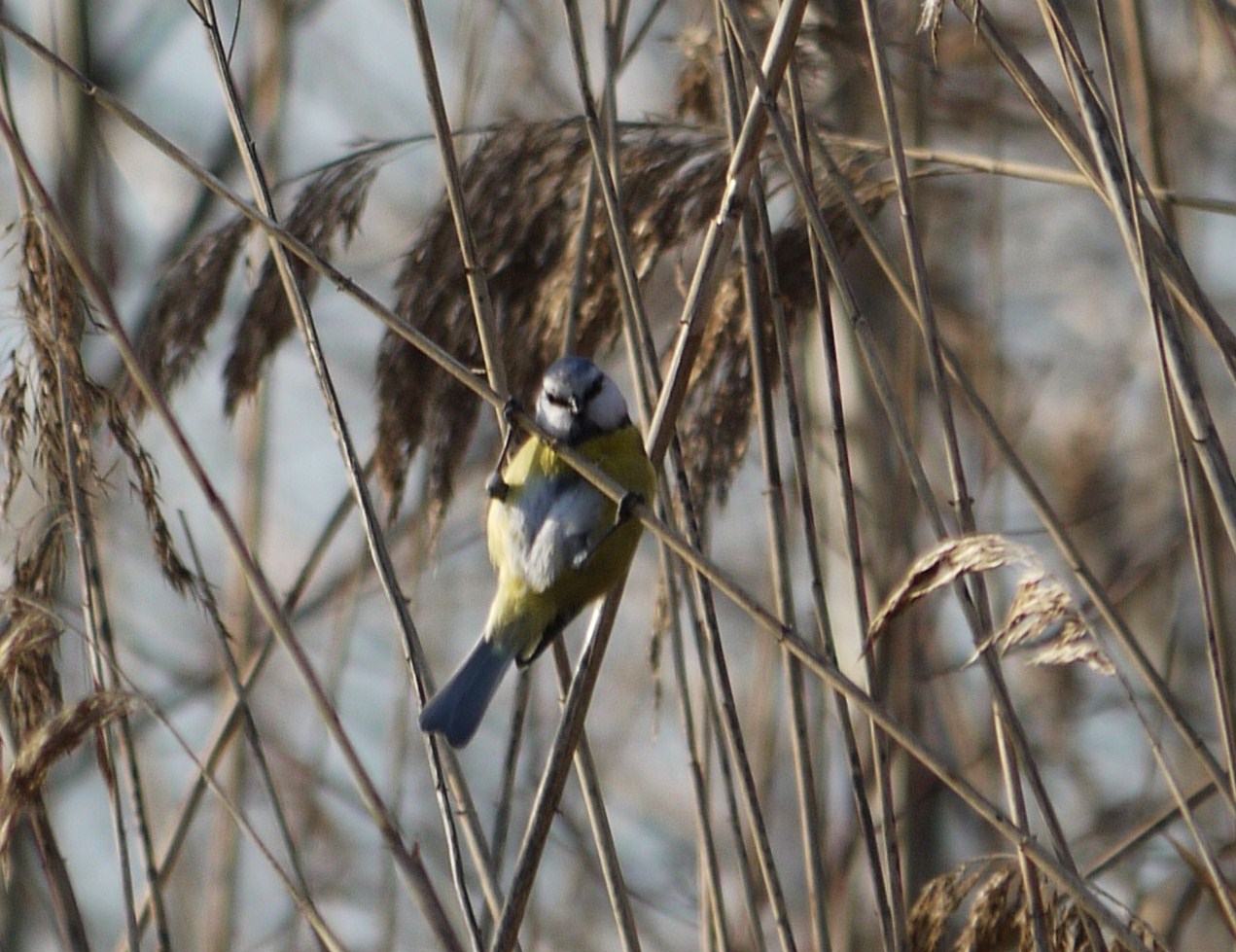 Cinciarella -esercizi alla sbarra