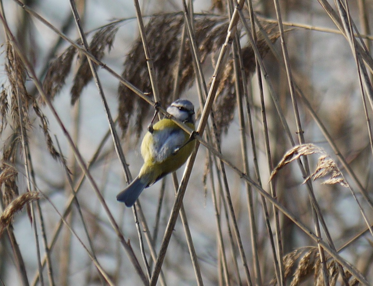 Cinciarella -esercizi alla sbarra