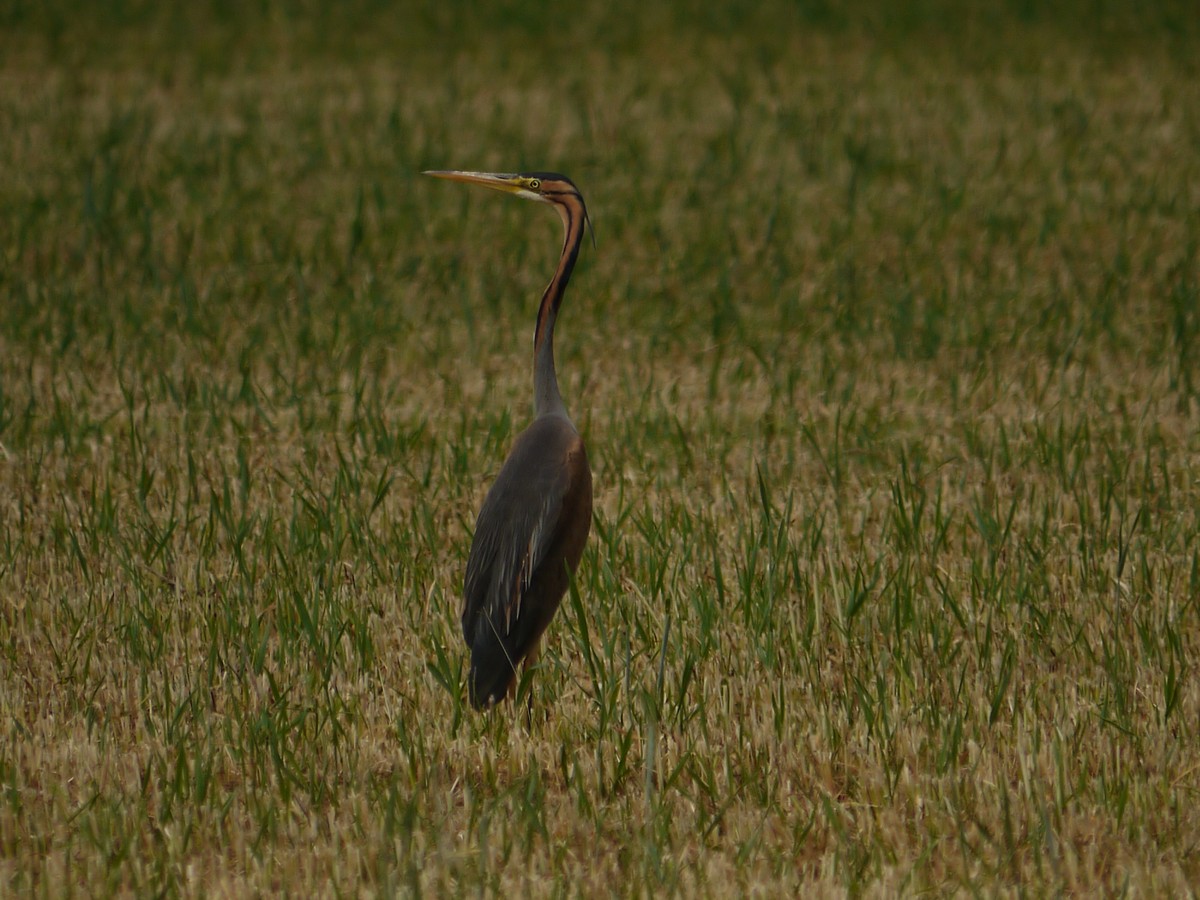 Airone Rosso nel Cremasco