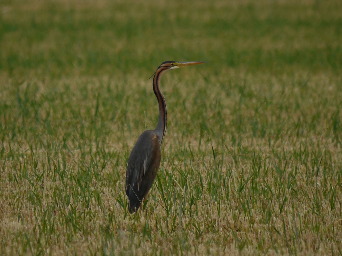 Airone Rosso nel Cremasco