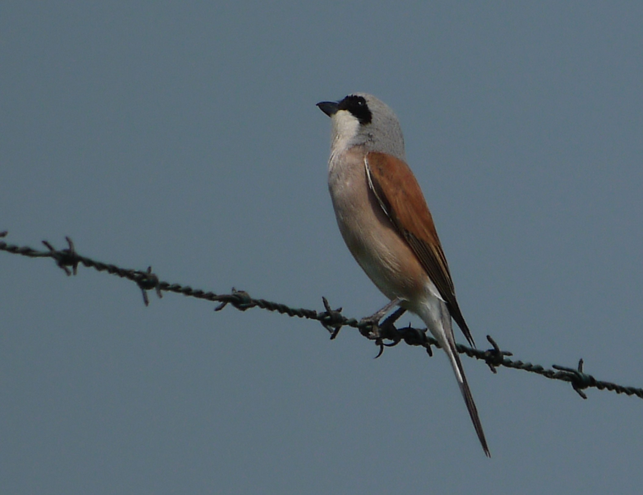 Averla Piccola ( � arrivata aanche nel Cremasco )