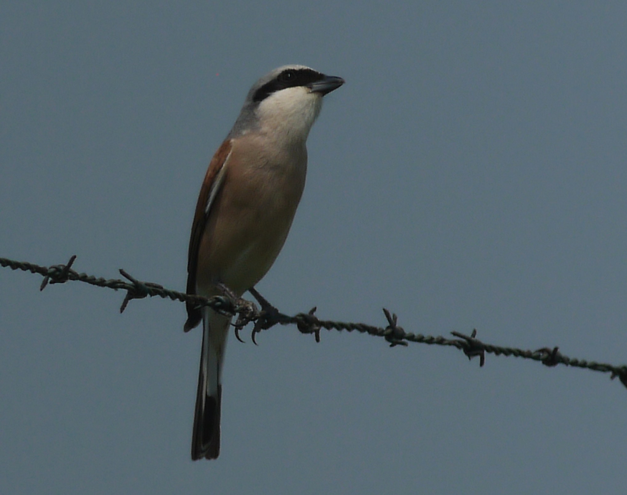 Averla Piccola ( � arrivata aanche nel Cremasco )